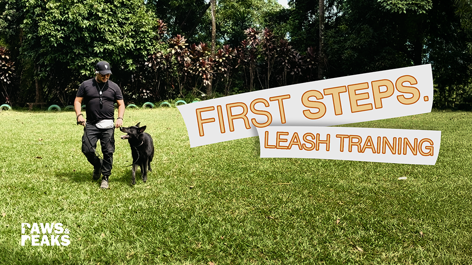 First steps l Leash training