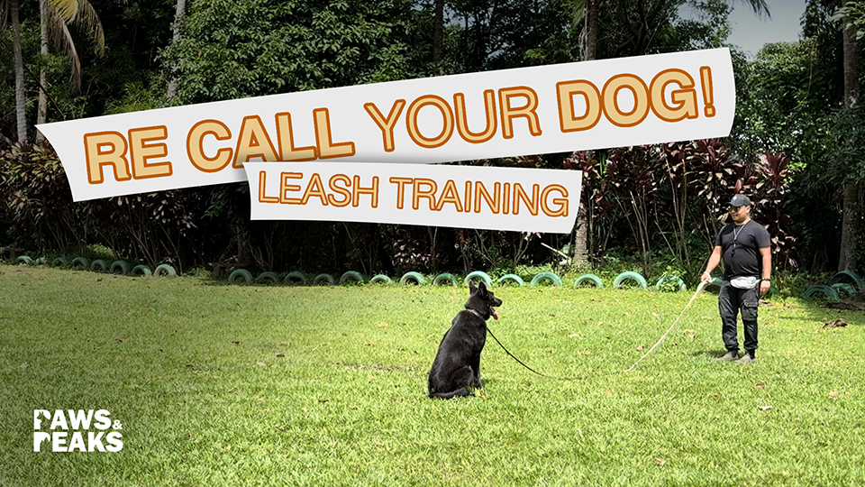 How to re call your dog l Leash Training
